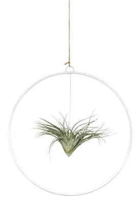 Produktbild von Tillandsie in Loop 25cm