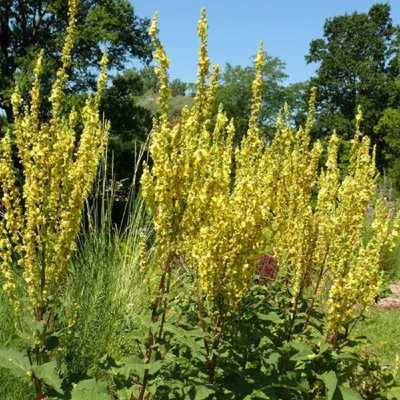 Immagine prodotto di 6 x verbasco a candelabro - Verbascum olympicum | vaso 9cm x 9cm