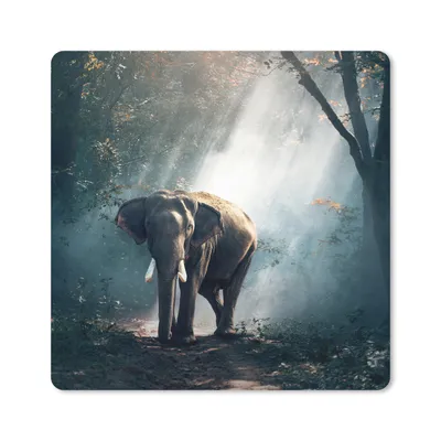 Produktbild von MuchoWow® Mauspad Mousepad Elefant - Tiere - Licht - Wald - Natur - Wildtiere 20x20 cm - Mousepads - Maus Mat - Pad - Mausunterlage - Desk Mat - Bureauartikeln