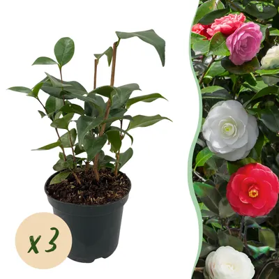 Produktbild von GreenboutiQ - Sträucher - Camelia japonica Tricolour - Blüte Rosa, Weiß und Rot - 3 Pflanzen - 1 m2 - Immergrün - Topf 15cm Höhe 30cm