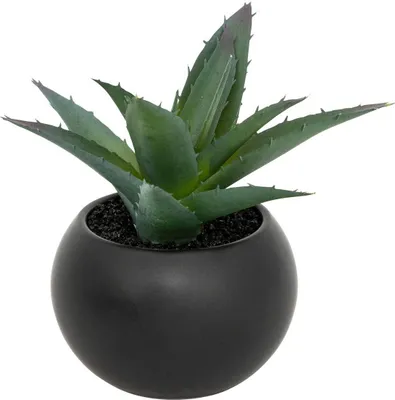 Produktbild von Fettpflanze im topf h13 - Atmosphera créateur d'intérieur