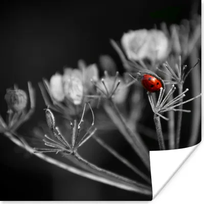 Produktbild von MuchoWow® Poster Schwarz-Weiß-Foto eines roten Marienkäfers auf einer Pflanze 75x75 cm - Wand Dekoration