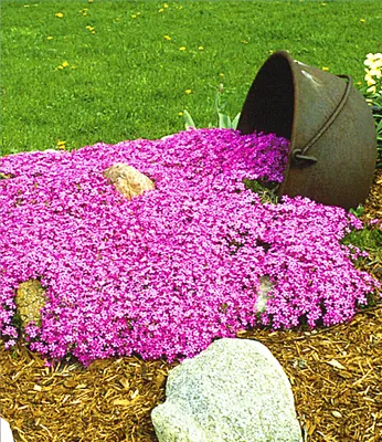 Produktbild von BALDUR Garten 9x Teppichphlox Emerald Pink, Pflanzen im 9x9 cm-Topf, üppige Blütenpolster im Frühling, duftende, farbintensive Blüten, winterhart & trockenheitsresistent, pflegeleicht