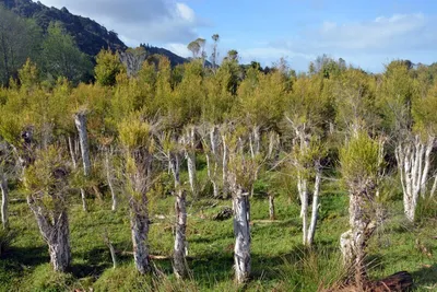 Produktbild von Australischer Teebaum - ca. 50 Samen