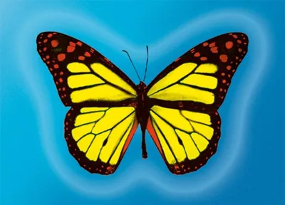 Produktbild von Postkarte mit Wackelbild 'Schmetterling'