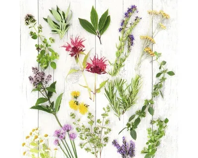 Produktbild von Glasbild Herbs & Flowers 20x20 cm