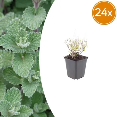 Image de Calamintha n. nepeta | 24 pièces - 10-25cm - Ø9cm - Plante de jardin