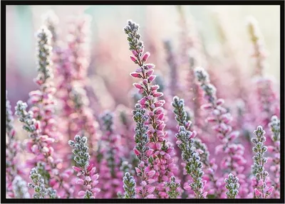 Image de Image Poster dans un cadre 53x73 cm Prairie P1638