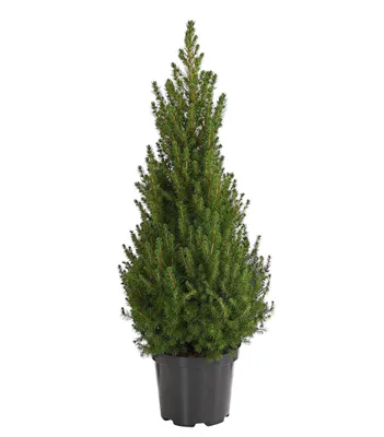 Produktbild von Dehner Zwerghut-Fichte Conica, sehr feine Nadeln, ca. 80-90 cm, Ø Topf 23 cm, Nadelgehölz