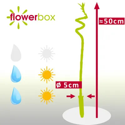 Produktbild von Glücksbambus 'Lucky Bamboo' Stengel spiralförmig, im Röhrchen - pflegeleichte Zimmerpflanze, Dracaena Sanderiana - Höhe ca. 50 cm, Topf-Ø 5 cm