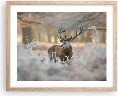 Produktbild von Gerahmtes Poster - Rahmen in heller Eiche - Hirsch Wald Natur - 50x40 cm - Wand Bild - Wanddeko - Wandbilder - Wandposter - Bilderrahmen - Bilder - Kunstdruck - Wandbild - P2NAA50x40-3744