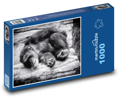 Obrázek produktu pro martinpuzzle - Puzzle 1000 - Spící opice