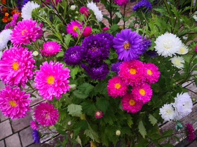 Produktbild von 1000 Samen Sommeraster Bunte Mischung – Callistephus chinensis – Farbenfrohe Gartenblumen für Beet, Balkon & Schnittblumen