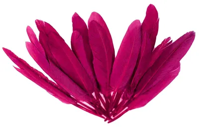 20 Entenfedern , 9-14 cm , magenta