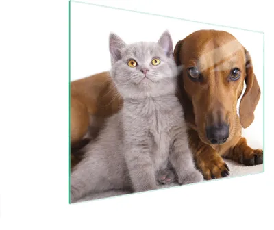Image de Planche à découper en verre 40x30 animaux
