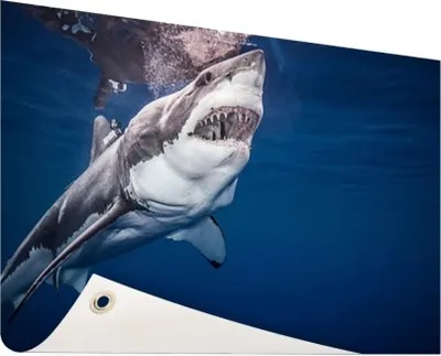 Produktbild von Gartenposter - 60x40 cm - Menschlicher Hai  - Modernes Wandbilder - Wilde Tierposter