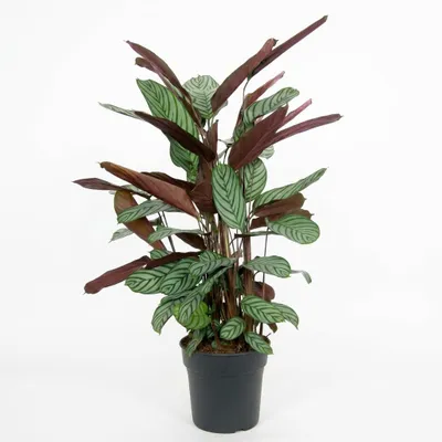 Produktbild von 1x Calathea Oppenheimiana P27 H130, KI-generiertes Bild
