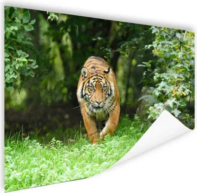 Produktbild von MuchoWow® Poster Nahaufnahme eines Sumatra-Tigers 180x120 cm - Fotoplakat