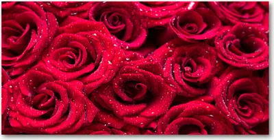 Produktbild von Tulup® Glas-Bild - 100x50 -Wandkunst - Wandbild hinter gehärtetem Sicherheitsglas  - Blumen & Pflanzen - Tropfen auf Rosen - Rot