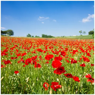 Produktbild von Wallario Möbeldesign -  Glasplatte, Schutzplatte mit Motiv - geeignet für Ikea Lack Tisch, Größe: 55 x 55 cm, Motiv: Mohnblumenfeld- rote Blumen unter blauem Himmel