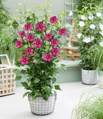 Produktbild von BALDUR Garten 1x Hibiskus 'Flower Tower Ruby®', Pflanze im 9x9 cm-Topf, säulenförmiger Wuchs, lange Blütezeit, bienen- und schmetterlingsfreundlich, winterhart bis -25 °C, mehrjährig & pflegeleicht