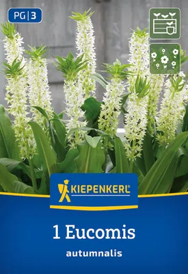 Produktbild von Kiepenkerl Zwiebelpflanze Gewellte Ananaslilie Eucomis autumnalis 1 Pflanze