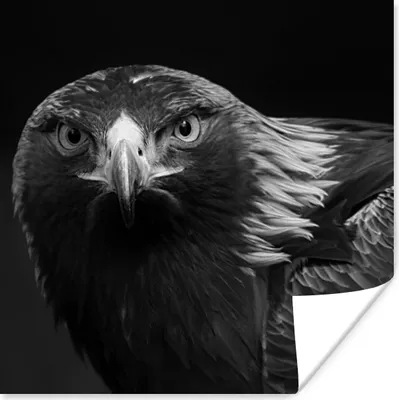 Produktbild von MuchoWow® Poster Bussard - Vogel - Tiere - Schwarz - Weiß 50x50 cm - Wohnzimmerdekoration