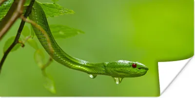 Produktbild von MuchoWow® Poster Grüne Schlange aus der Nähe 120x60 cm - Bild