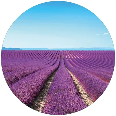 Produktbild von Wallario Premium Glasbild, freischwebende Optik, kräftige Farben, rund 50cm Durchmesser, Motiv Lavendelfeld unter blauem Himmel
