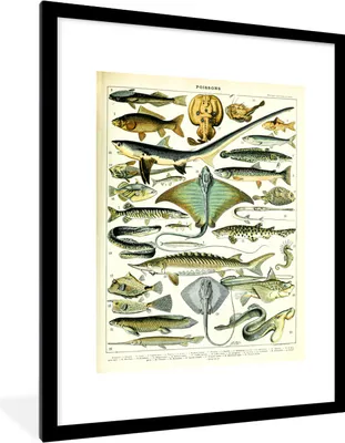 Produktbild von MuchoWow® Gerahmtes Poster Tiere - Meerestiere - Vintage 60x80 cm - Poster mit Schwarzem Bilderrahmen Wandposter Rahmen Foto Bilder - Wohnzimmer - Dekorationen - Prämie