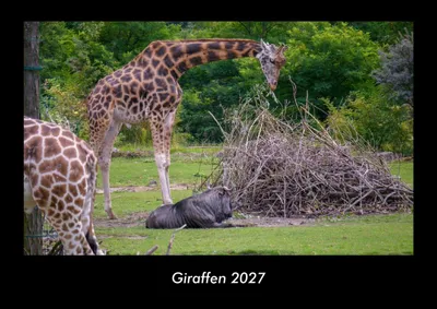 Produktbild von Giraffen 2027 Fotokalender DIN A3