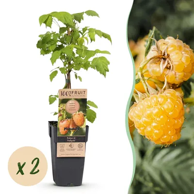 Produktbild von Green boutiQ - Obstpflanze - Rubus idaeus Fallgold - Himbeerpflanze - Winterhart - Gelbe Himbeere - 2 Pflanzen - Topf 15cm - Höhe 50cm