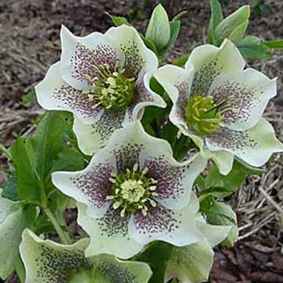 Obrázok produktu pre 6 ks rastlín Kerstroos (Helleborus orientalis 'Spotted Hybrids') | Kvetináč 9 cm x 9 cm