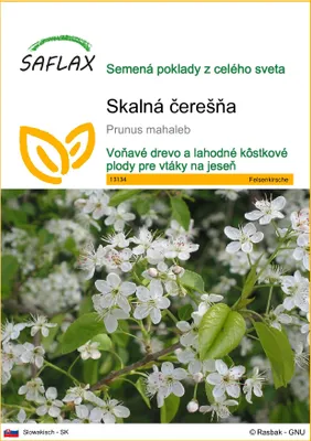 Obrázok produktu pre SAFLAX - skalná čerešňa - Prunus mahaleb - 30 Semená