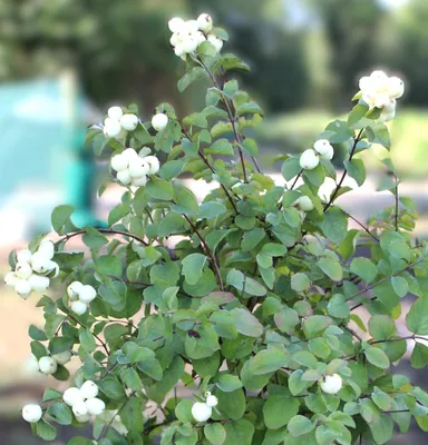Obrázek produktu pro Sněženka Symphoricarpos Symphonie Korálovec skalní 60 - 80 cm