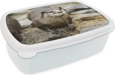 Obrázok produktu pre MuchoWow® Obedník Brotzeit Box na obed 11x17x6cm Vydra - kameň - voda Detský obedový box
