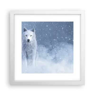 Produktbild von Gerahmtes Poster - Weißer Rahmen - Weiß Wolf Schnee - 30x30 cm - Wand Bild - Wanddeko - Wandbilder - Kunstposter - Wandposter - Bilderrahmen - Bilder - Kunstdruck - Wanddekoration - P2WAC30x30-5006