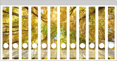 Produktbild von Wallario Ordnerrücken Sticker, selbstklebend für schmale Ordner, 12 Stück, Motiv Goldener Herbst - Bunte Blätter von unten betrachtet