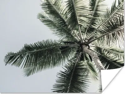 Produktbild von MuchoWow® Poster Palme - Tropisch - Sommer 160x120 cm - Foto Plakat