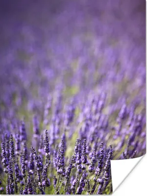 Produktbild von MuchoWow® Poster Nahaufnahme eines Feldes mit lila Lavendel 120x160 cm - Wandbilder