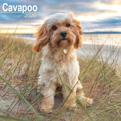 Productafbeelding van Cavapoo Kalender 2026 - Vierkante wandkalender met afbeeldingen van het Cavapoo hondenras - 16 maanden