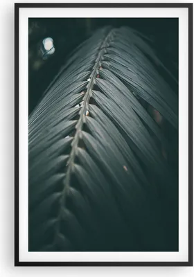 Produktbild von Gerahmtes Poster - Schwarzer Rahmen - Blatt Palme exotisch - 61x91,5 cm - Wand Bild - Wanddeko - Wandbilder - Kunstposter - Wandposter - Bilderrahmen - Bilder - Kunstdruck - P2BPA61x91-4907
