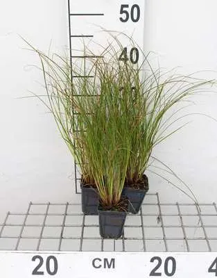 Obrázok produktu pre 6 x Carex test. 'Prairie Fire' - Oranžová ostrica - kvetináč 9 x 9 cm