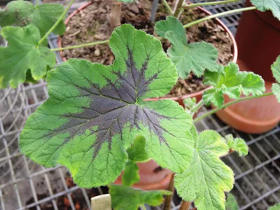 Obrázok produktu pre Pelargonium x tomentosum 'Chocolate' / Geranium s vôňou čokoládovej mäty