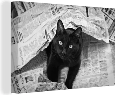 Produktbild von OneMillionCanvasses® - Leinwandbilder - 140x90 cm, Schwarze Katze zwischen den Zeitungen, Wandbilder Kunstdruck Wanddekoration