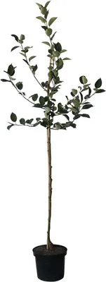 Produktbild von Jakob Fischer historischer robuster Herbstapfel Halbstamm M7 ca. 150-170 cm im 10 L Topf