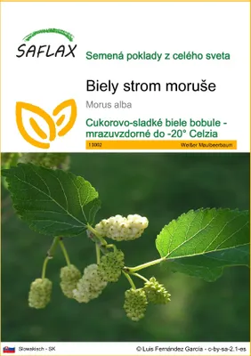 Obrázok produktu pre SAFLAX - Biely strom moruše - Morus alba - 200 Semená