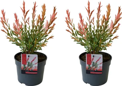 Zdjęcie produktu dla Bloomique - Zestaw 2 szt. - Salix Integra Flamingo - Wierzba pstra - Rośliny ogrodowe - Odporne na zimę - Wysokość 30-40 cm - Doniczka 12 cm