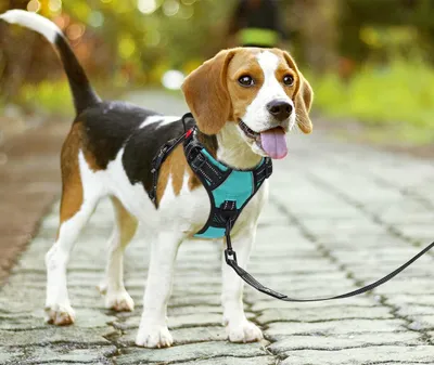 Produktbild von Anti-Zieh Hundegeschirr mit Frontclip und reflektierenden Eigenschaften für optimalen Komfort beim Spaziergang