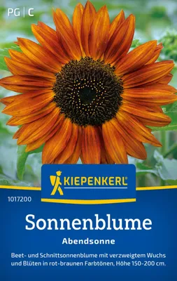 Produktbild von Kiepenkerl Sonnenblumensamen Abendsonne Helianthus annuus 20 Pflanzen